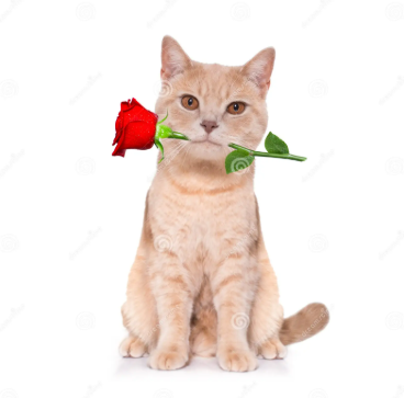 Gatinho com rosa